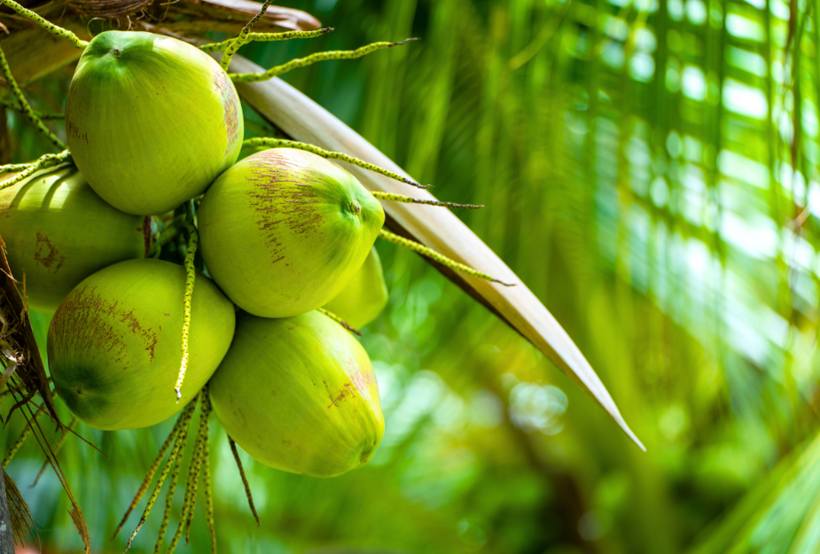 Tender-coconut-exporters.png